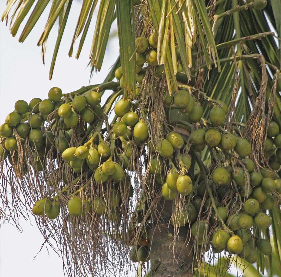 सुपारी प्रशोधनका लागि ४० लाख अनुदान