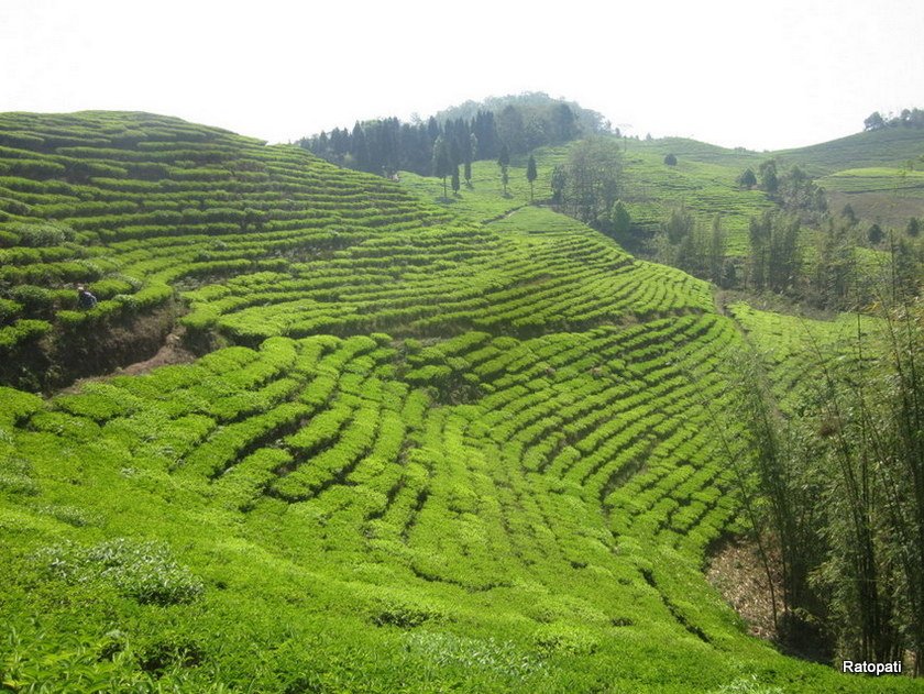   चीनियाँ सम्राटले उपहार दिएको बिउबाट फैलिएको इलामको चिया बगान