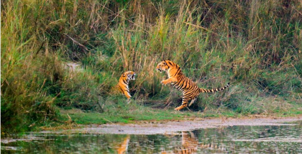 दिनहुँ बाघ हेर्न पाईने ठाउँ, जहाँ पर्यटक रमाउँछन् !