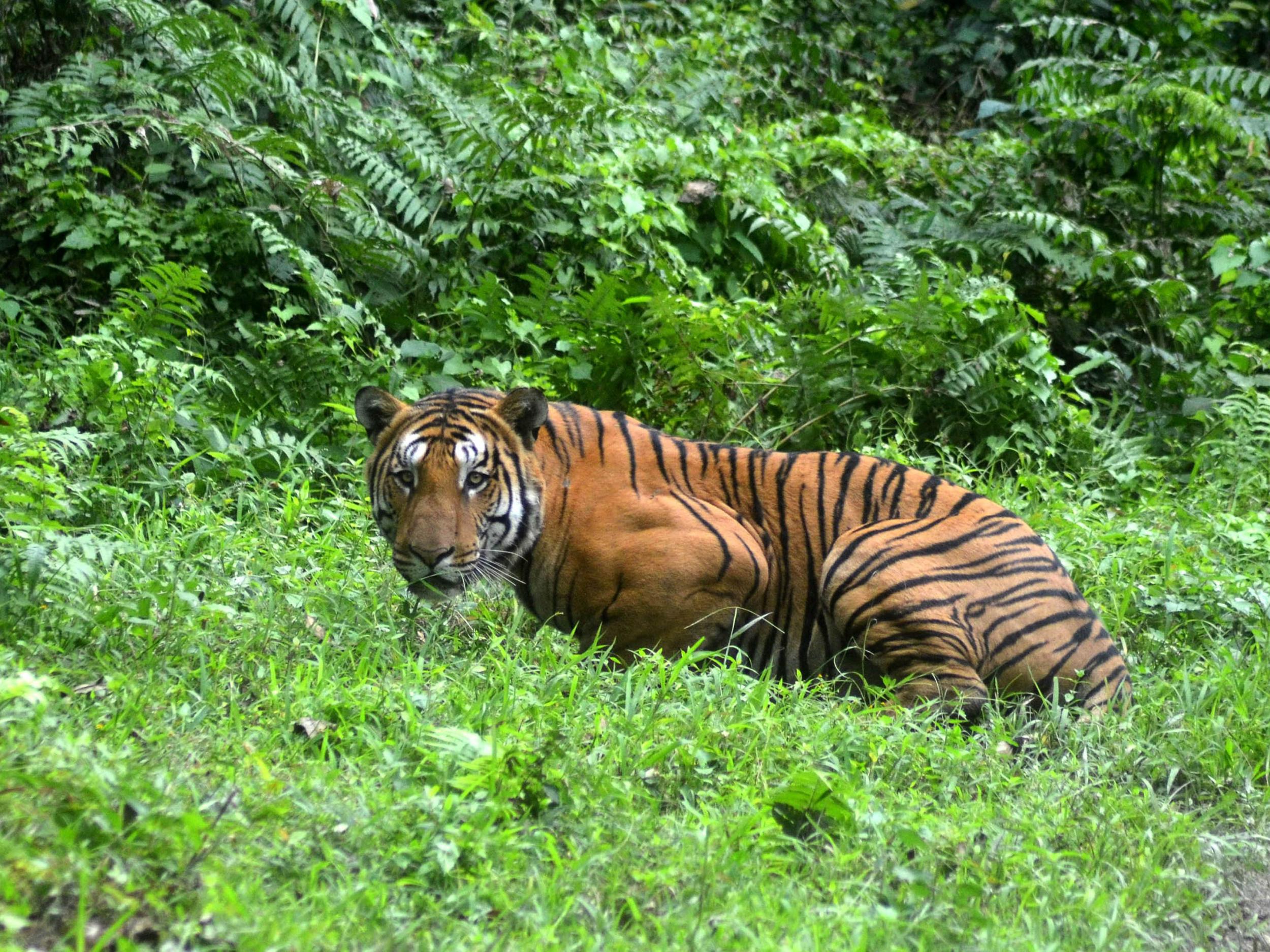 भारतमा बाघको सङ्ख्या तीन हजारभन्दा बढी