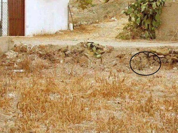 हरेक फोटोमा लुकेको छ एक राज, ध्यानपूर्वक नहेरे थाहा पाइँदैन