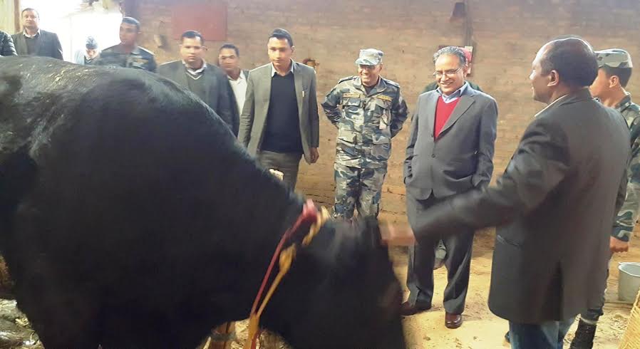   गाई गोठमा प्रचण्ड