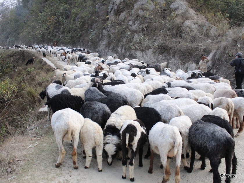 गाउँपालिकाले बनाइदियो भेडापालक किसानलाई खोर