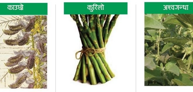 यौनशक्ति बढाउने ३ जडीबुटी