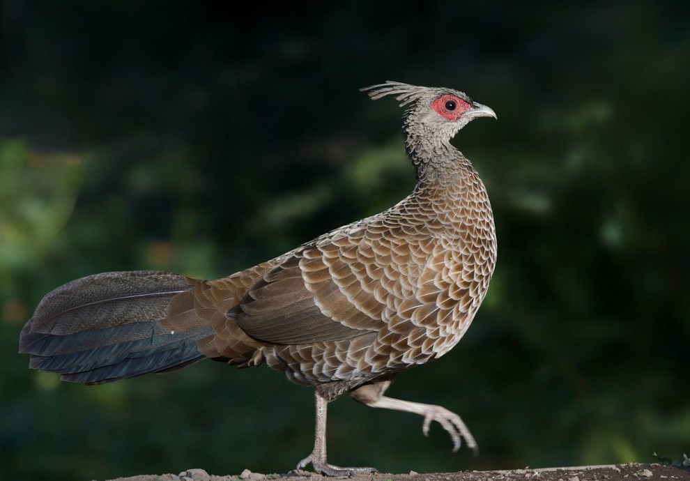 दुर्लभ पक्षी चिरकालिज लोप हुने अवस्थामा