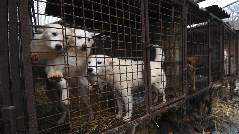 Killing dogs for meat illegal, rules S. Korean court