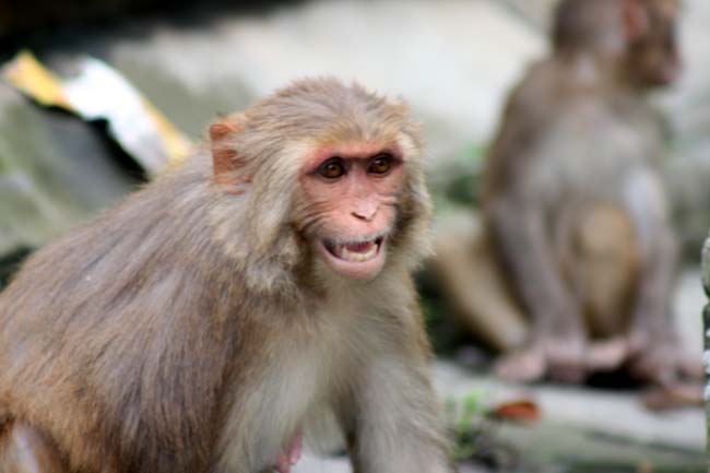 Monkey menace in Nepalgunj Sub-metropolitan City