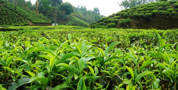 Rs 7.5 million appropriated for tea farming