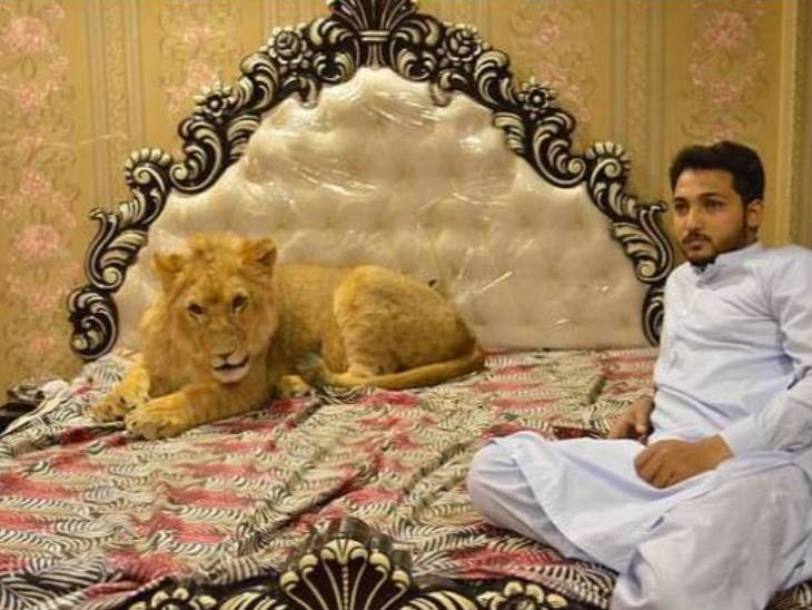 पाकिस्तानका यी व्यक्ति सिंहसँगै सुत्छन्ः तीन लाखमा किने, हरेक महिना दुई लाख खर्च