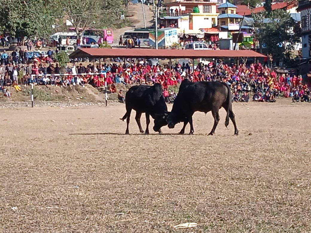 सुन्दरबजारमा गोरु जुधाई प्रतियोगिता, रावलको गोरु प्रथम