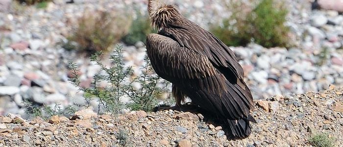 Endangered vultures at Balankhola river