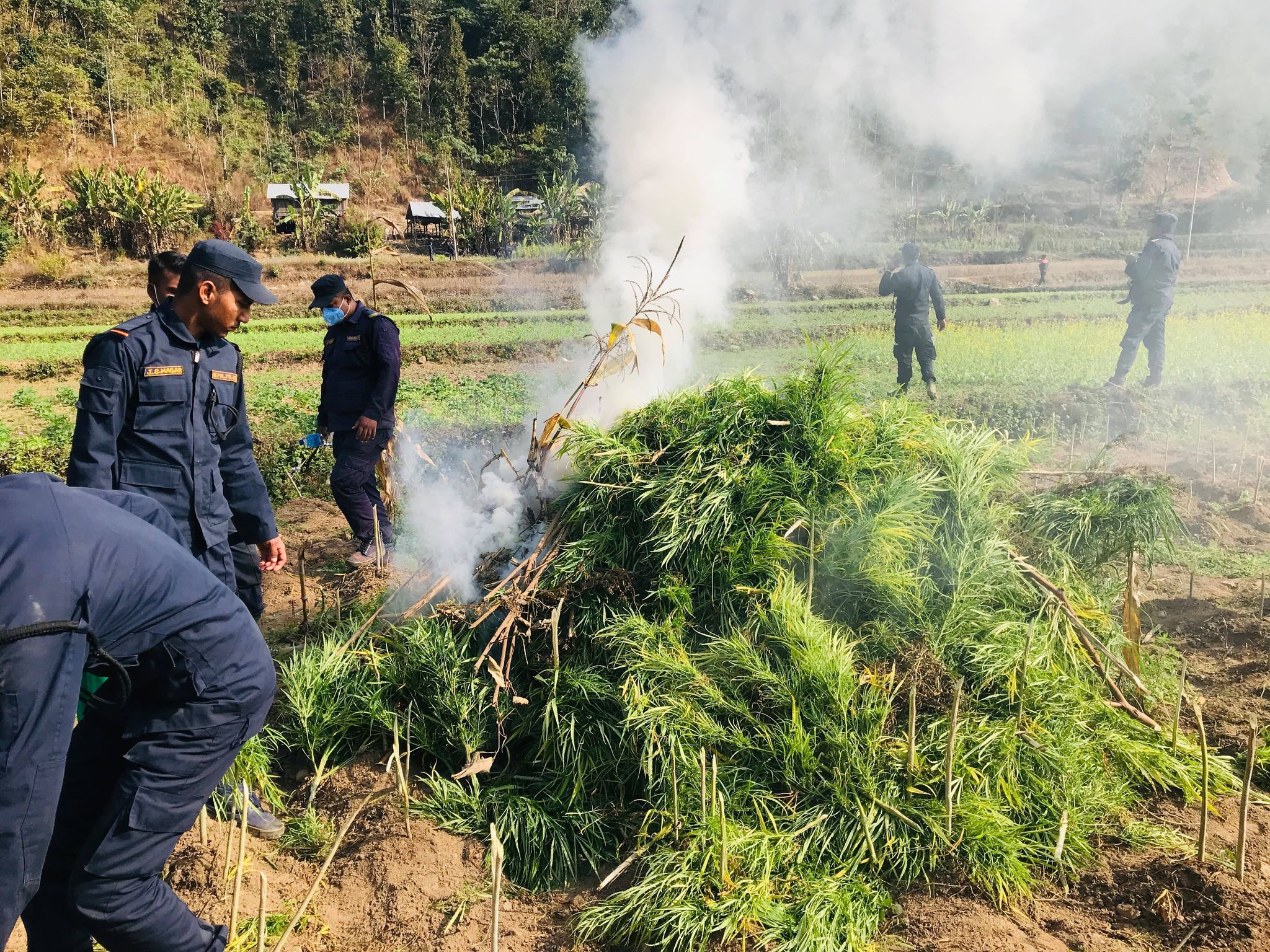 ५० बिगाहामा लगाएको गाँजाखेती प्रहरीद्वारा नस्ट