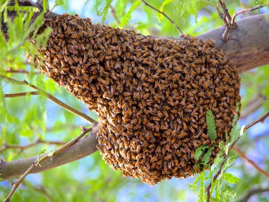 Four fall ill after wild bees sting them