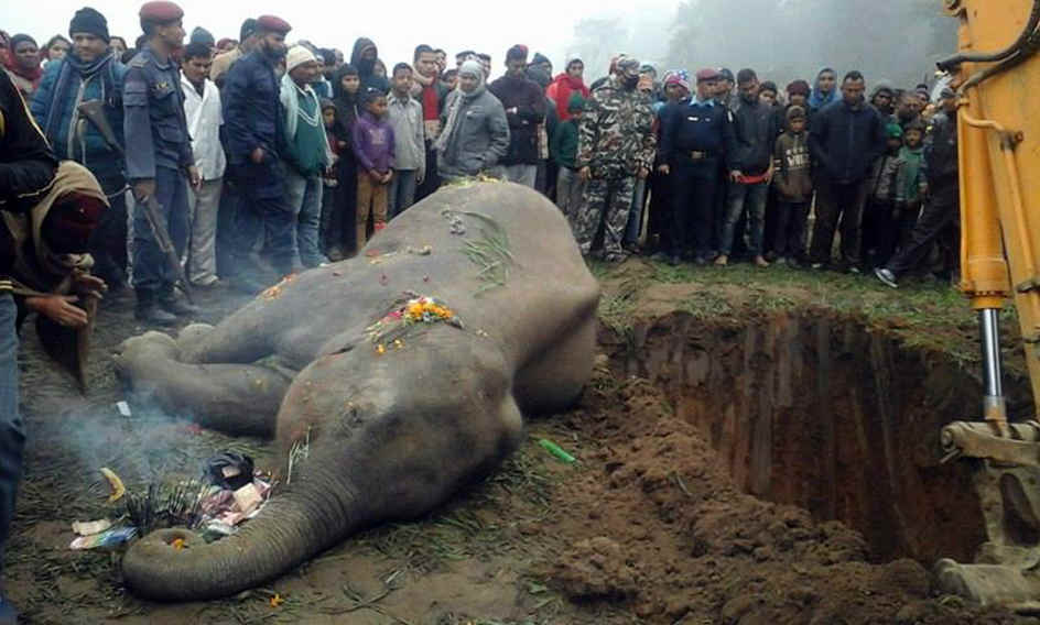 Wild elephant found dead