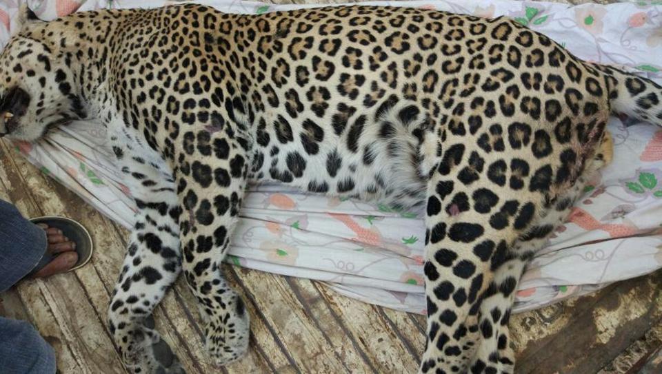 Leopard killed after being hit by vehicle