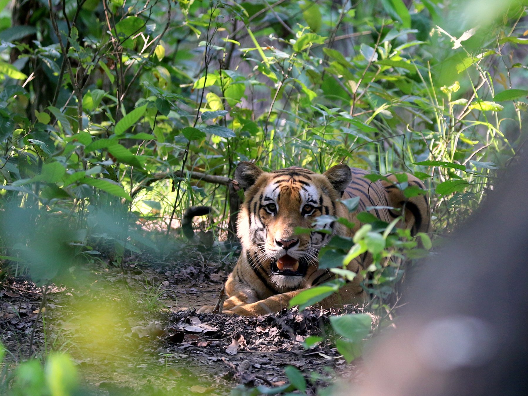 Shuklaphanta national park prides itself of 16 tigers in relatively small area