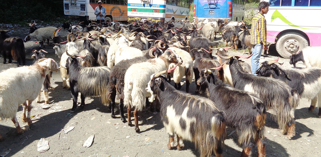 Darchula exports sheep and mountain goats to Pokhara and Kathmandu