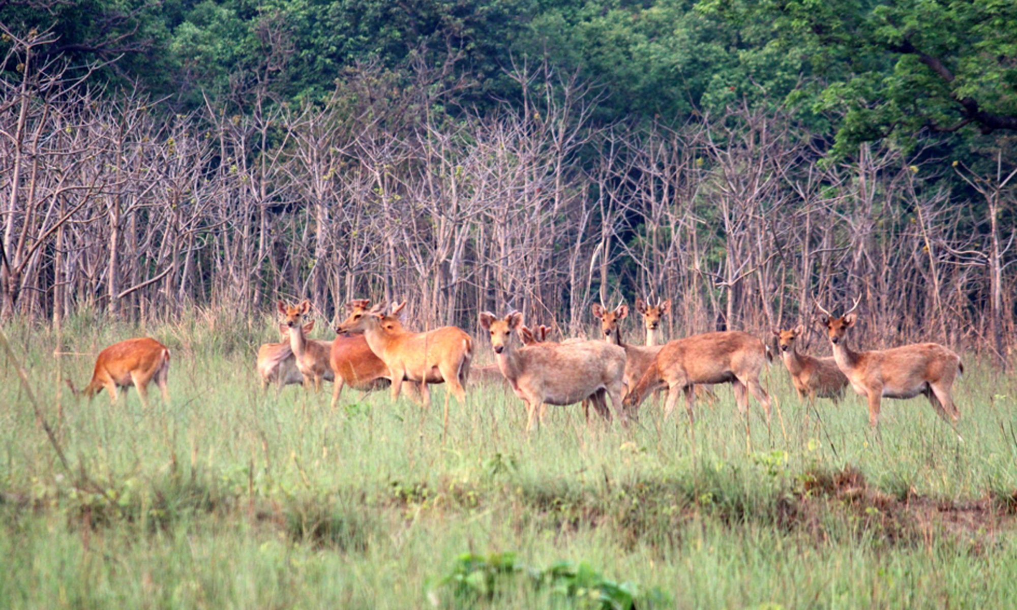 Shuklaphanta swamp deer being monitored
