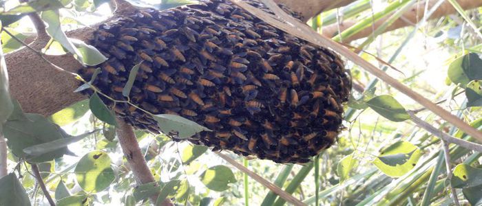 Woman succumbs to wild bees' bite