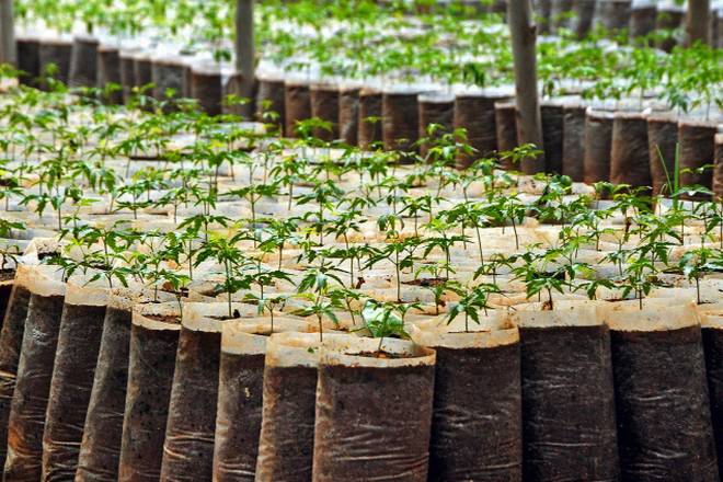 40,000 Neem saplings distributed in Birtamod