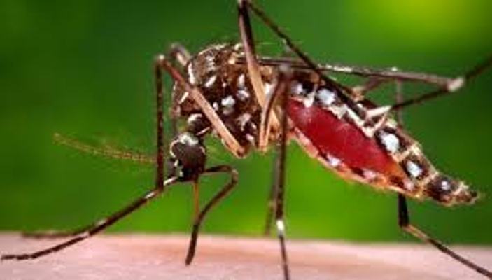 Dengue poses growing threat to Kathmandu denizens