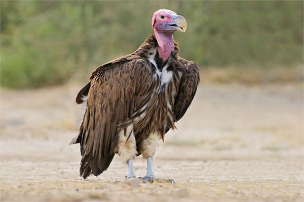 लोपोन्मुख गिद्ध घाइते अवस्थामा फेला