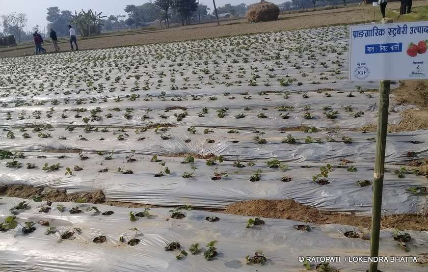गोल्यान समूहको कृषि मोह, थाल्यो २ सय बिघामा अर्गानिक फलफूल खेती