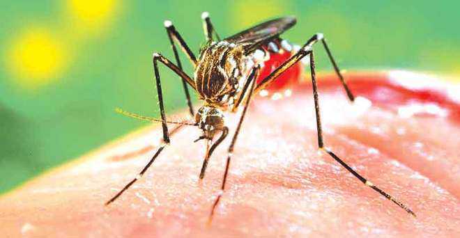 47 dead, over 200,000 infected with dengue in Sri Lanka