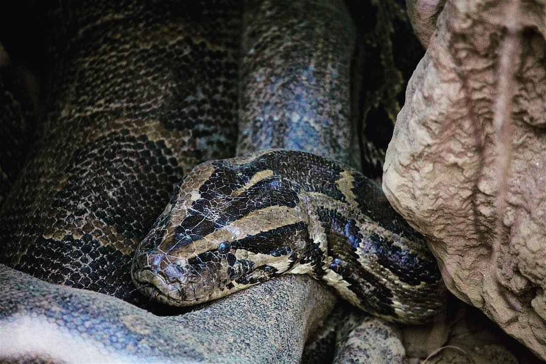 Rare python found in Shuklaphanta