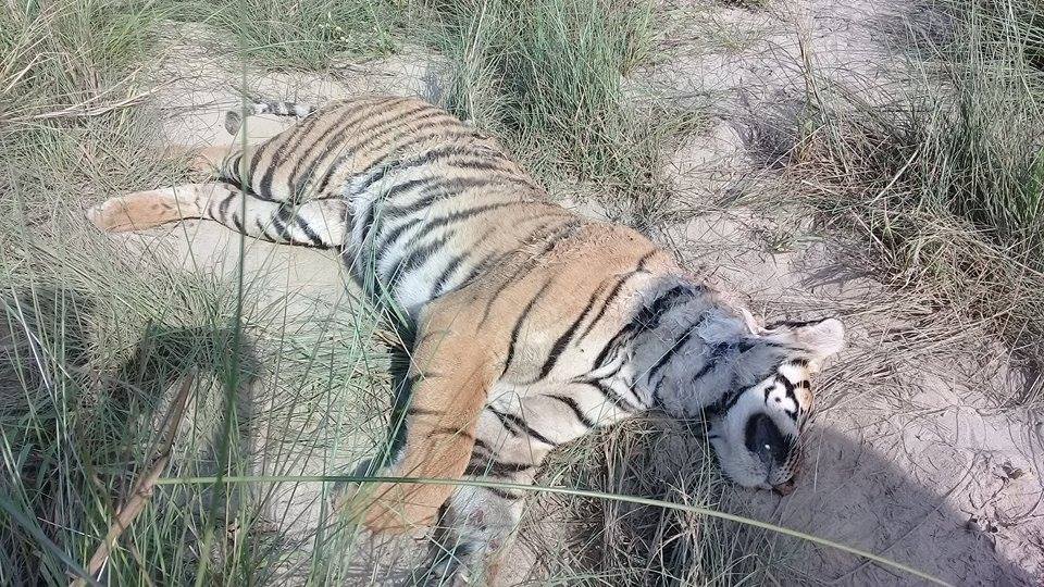 Rare Royal Bengal Tiger found dead