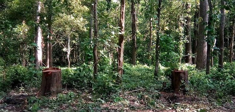 ५२ बिघा १७ कट्ठा राष्ट्रिय वन क्षेत्र व्यक्तिका नाममा दर्ता गर्न दबाब