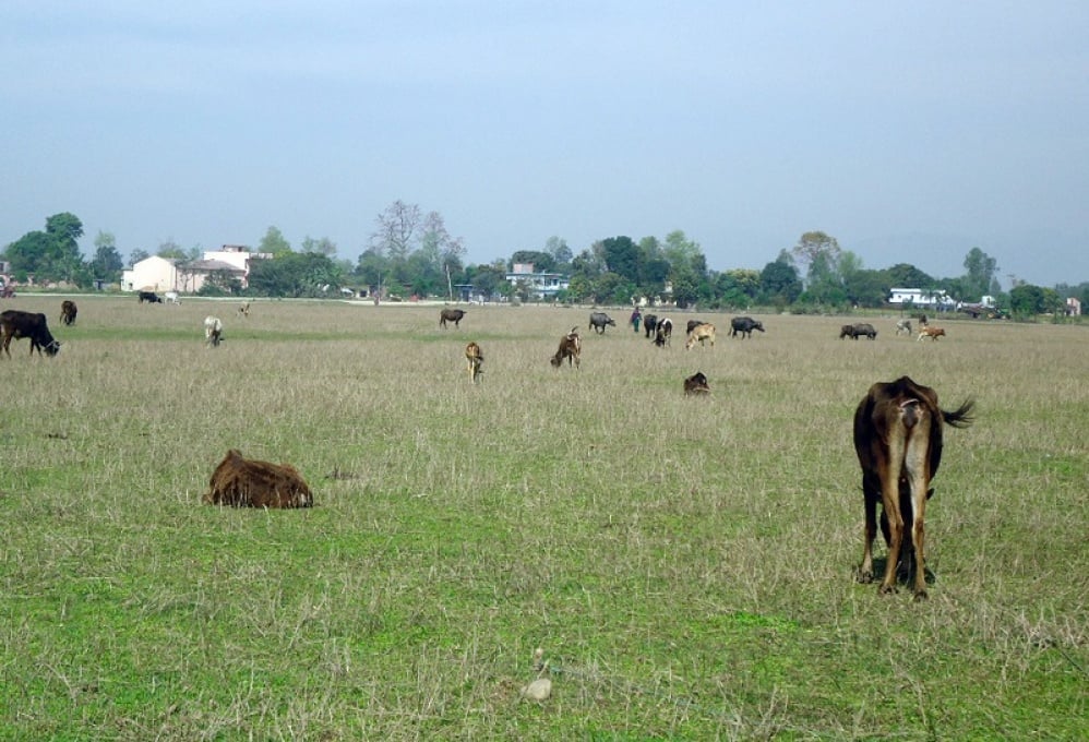 Balewa Airport again turns into grazing land