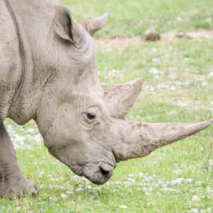 How a plan to save Kenya's rhino left 11 dead in historic blunder