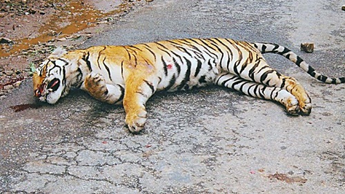 Tiger found dead