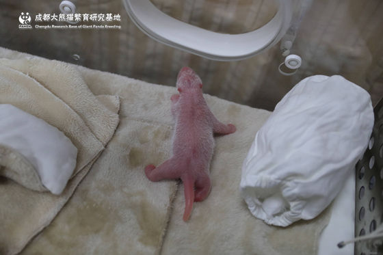 First captive panda cub of the year born in China
