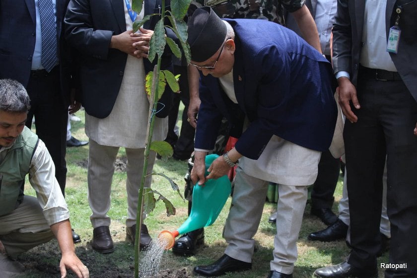 सिंहदरबारमा प्रधानमन्त्रीले रोपे एभोकाडोको विरुवा (फोटो)