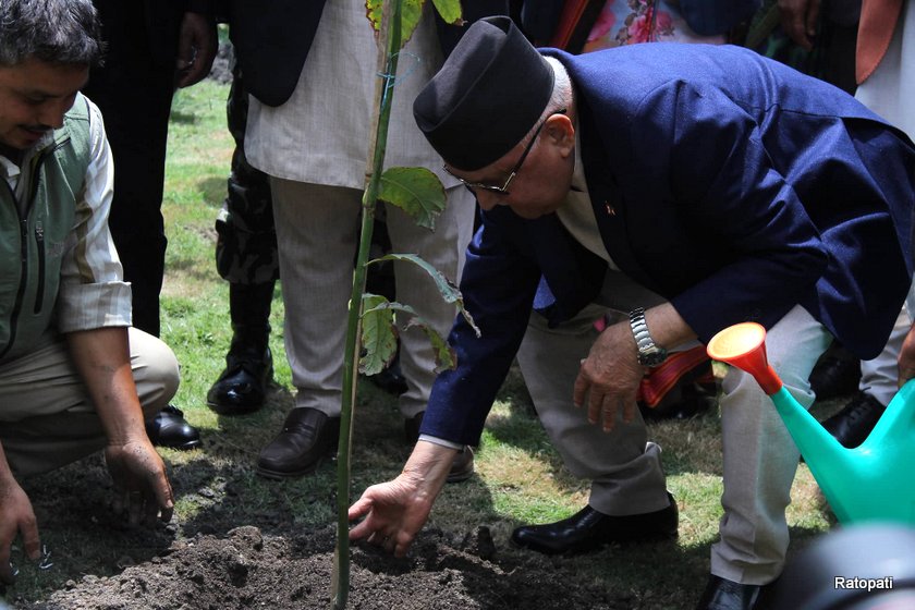 PM Oli marks the World Environment Day by planting avocado’s sapling