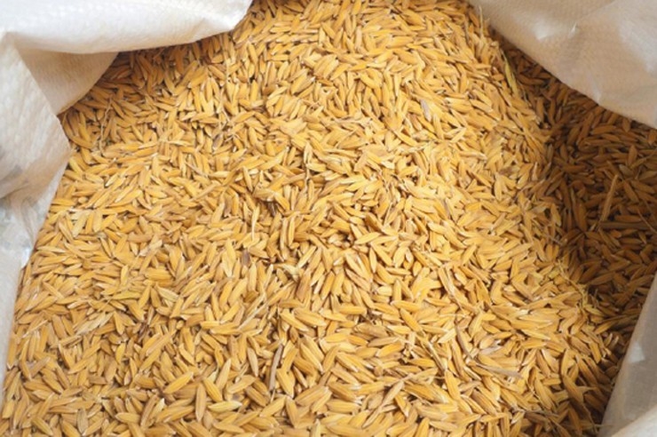 Rice production increases by 12% in Province 1