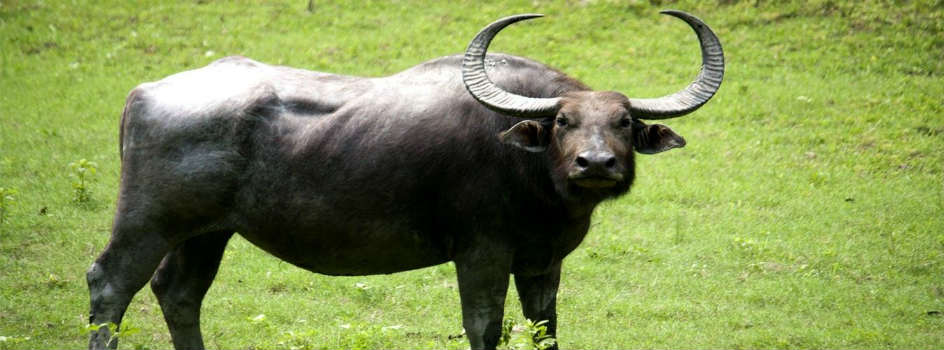 Number of wild buffaloes reaches 441 in Koshi Tappu reserve