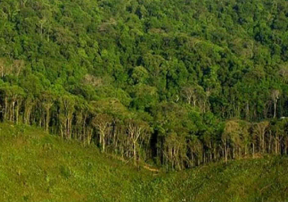 Private forests promoting greenery in Dang
