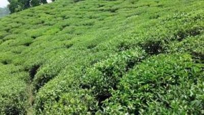 Farmers throw green tea leaves on highway in protest