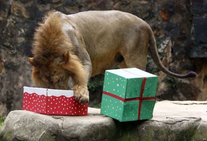 सिंहले क्रिसमसमा के उपहार पायो ? (फोटोफिचर)