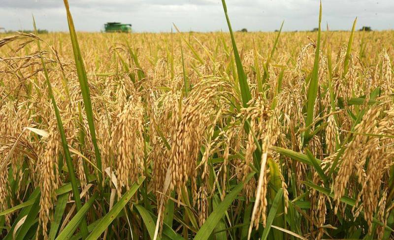 Paddy production to rise by 10%