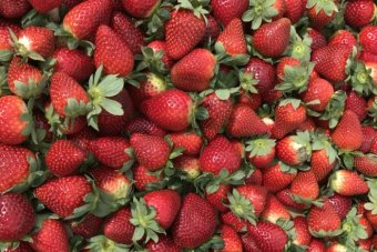 Needle found in Australian strawberries sold in New Zealand