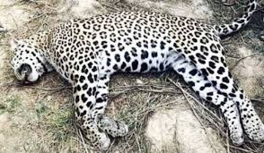 Adult female leopard found dead