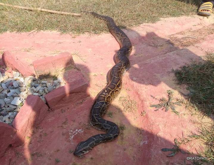 15-Foot Python Rescued Near Mata Chok in Jhapa's Mechinnagar Municipality