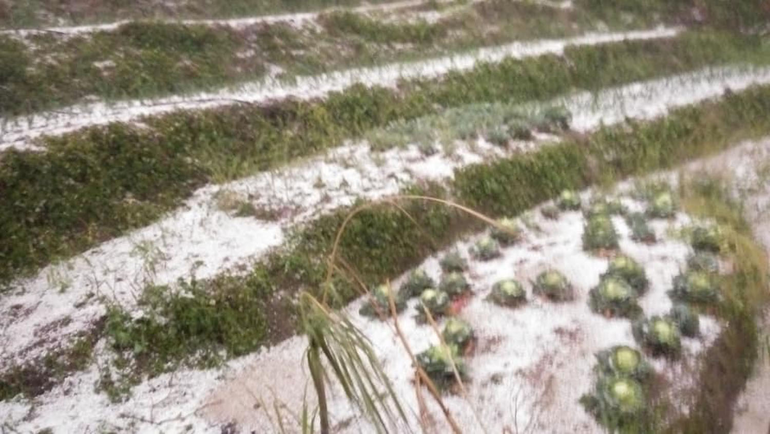 Hailstones damages winter crop