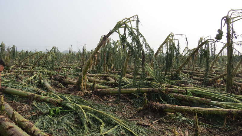 Windstorm damages banana plantation in Chitwan