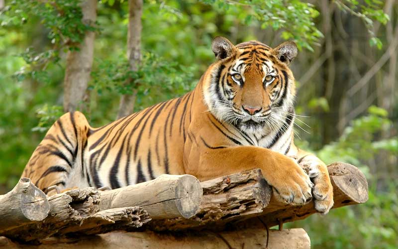 Endangered Royal Bengal tiger found dead