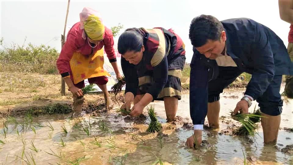 वीरेन्द्रनगरमा चैते कालो धान रोप्न थालियो